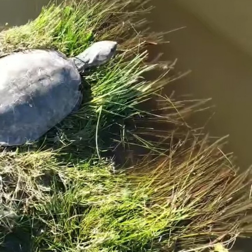 Historias de cuarentena: Encuentran una tortuga de río en la calle en la ciudad de Ramallo