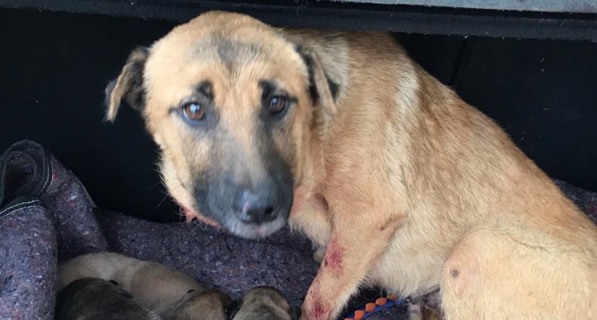 “Hay mucho maltrato y abandono, da mucha tristeza, es desastroso lo que pasa