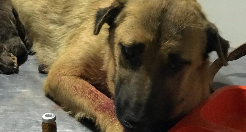 El municipio informó las acciones realizadas por el área de sanidad animal