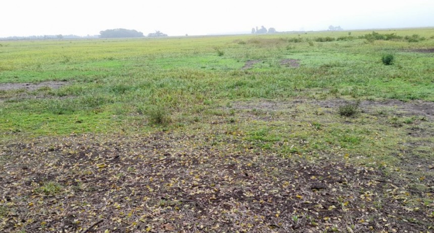 Un alivio para el campo: cuánto llovió en las últimas horas en la región