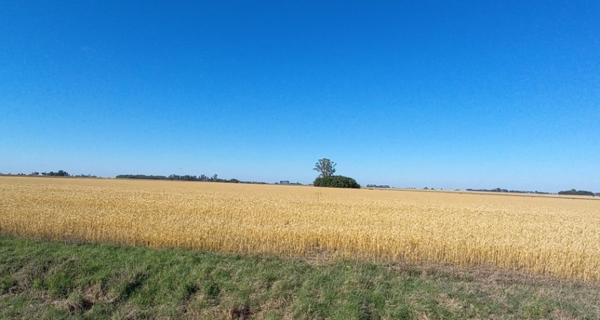  Perspectivas agrícolas: proyectan para la campaña fina 2023/24 un aumento en la producción de trigo y cebada