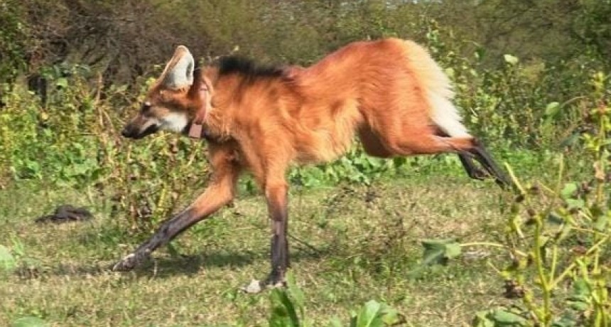 Celebran la primera reinserción de un aguará guazú en la provincia de Buenos Aires