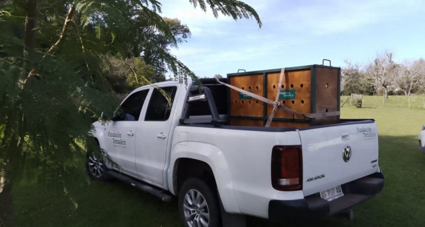 Brindan detalles de como fue la liberación del aguará guazú 