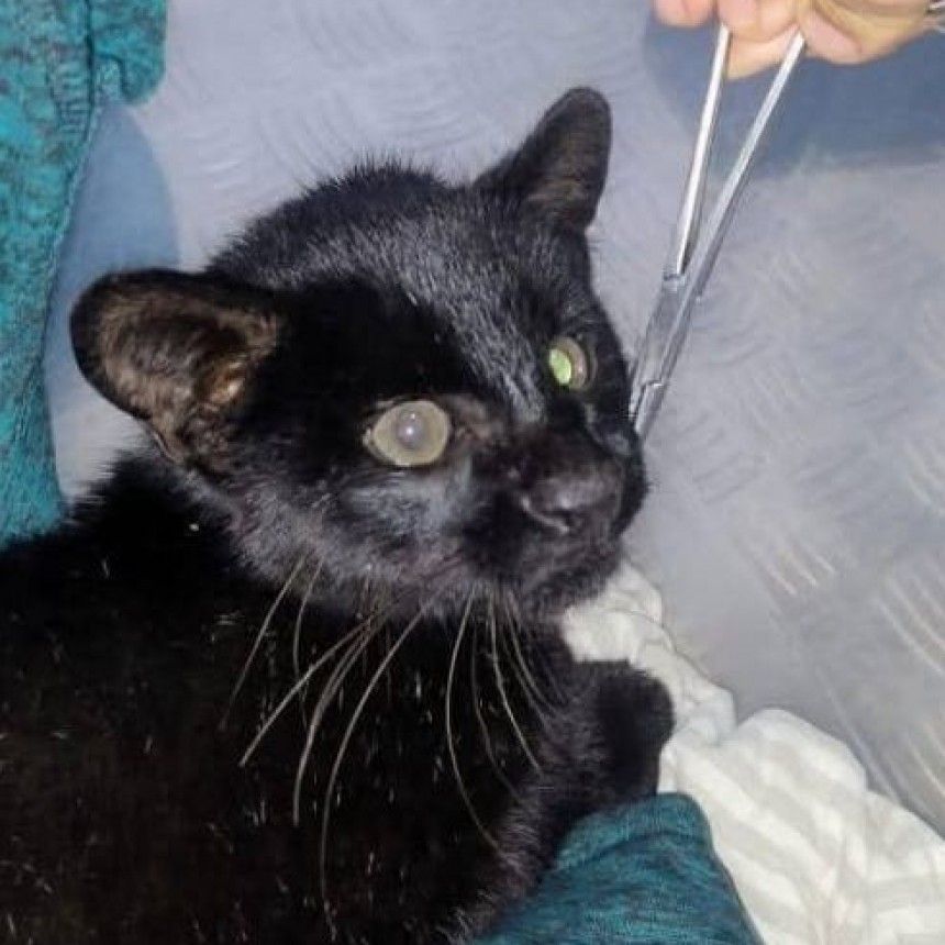 Una confusión que salvó una vida: rescató un “gatito” que resultó ser un gato montés