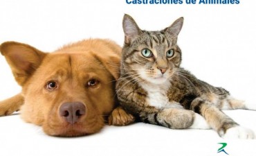 Castraciones y vacunación