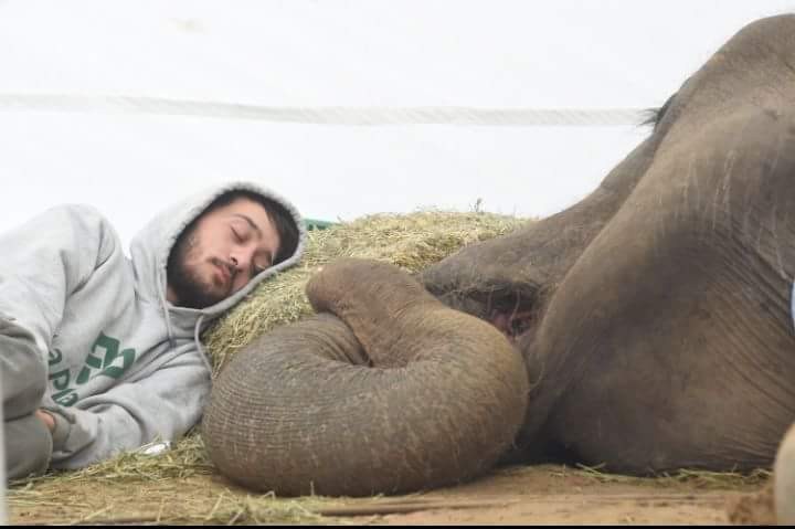 La historia de la elefanta Pelusa 