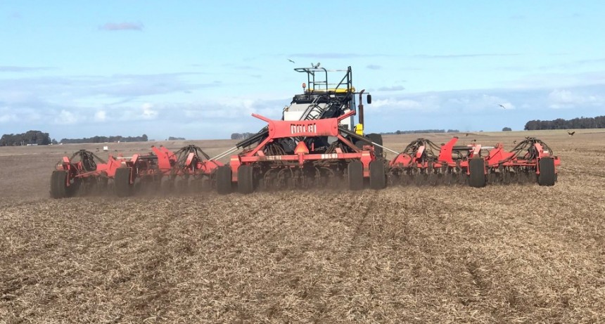 Heladas tardías otorgaron un respiro al maíz, estiman que podría ser inferior la superficie de siembra de trigo y arveja 