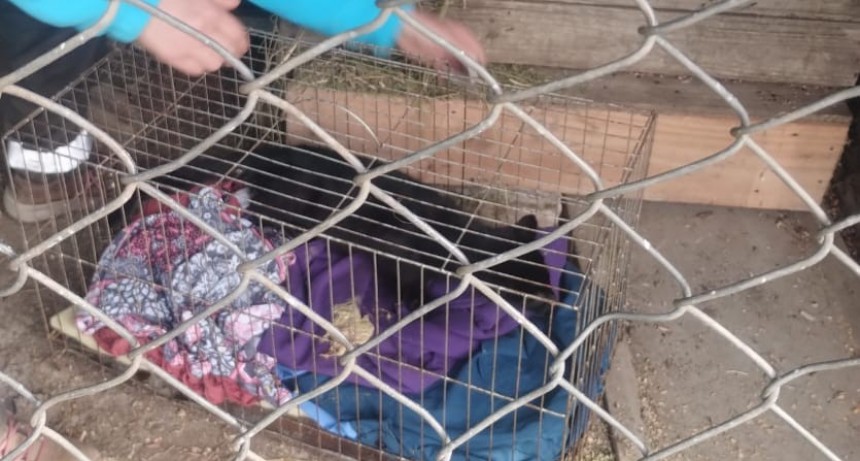 Del camino rural a la libertad: rescataron un gato montés y lo preparan para volver a la naturaleza