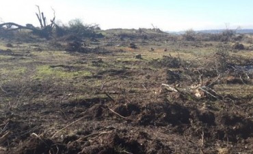 Denuncian tala de Bosques Nativos en Ramallo 