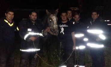 Bomberos rescatan con vida a un caballo 