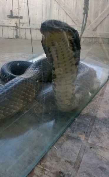 Apareció una ñacaniná de agua, en la zona de islas