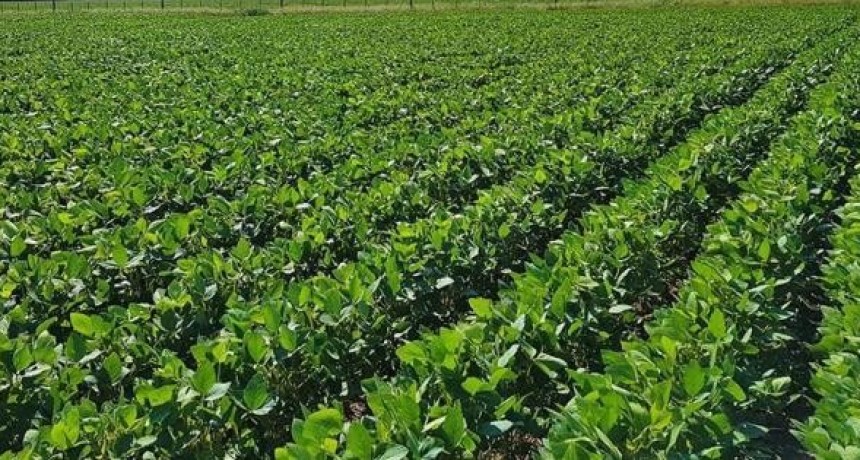 El dólar soja y la caída de ingresos del sector