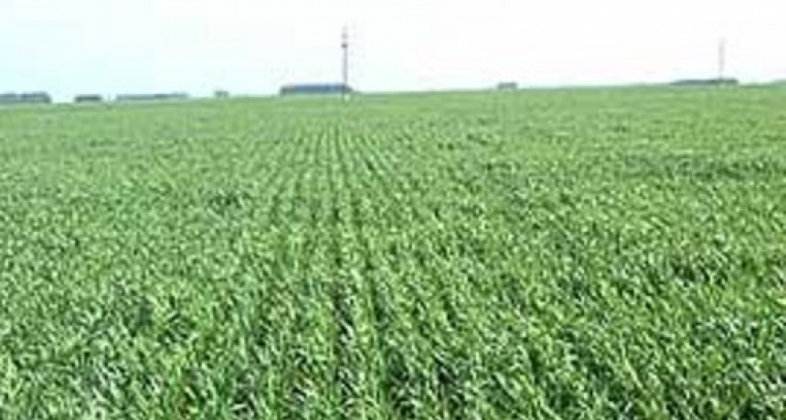 Zona núcleo: El trigo en condiciones malas a regulares alcanzó el millón de hectáreas