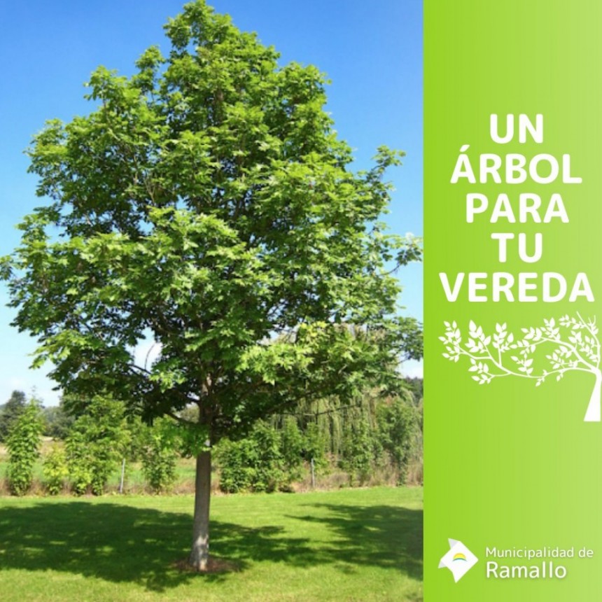 “Un árbol para tú vereda”