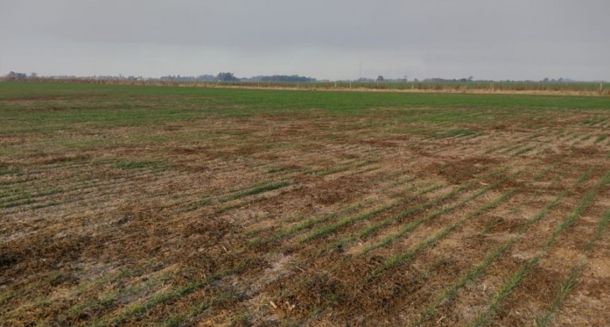 “Estamos sin lluvias generalizada desde el 25 de mayo