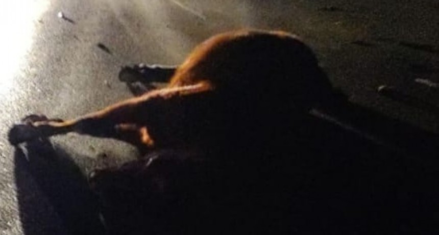 Accidente en el camino de la costa