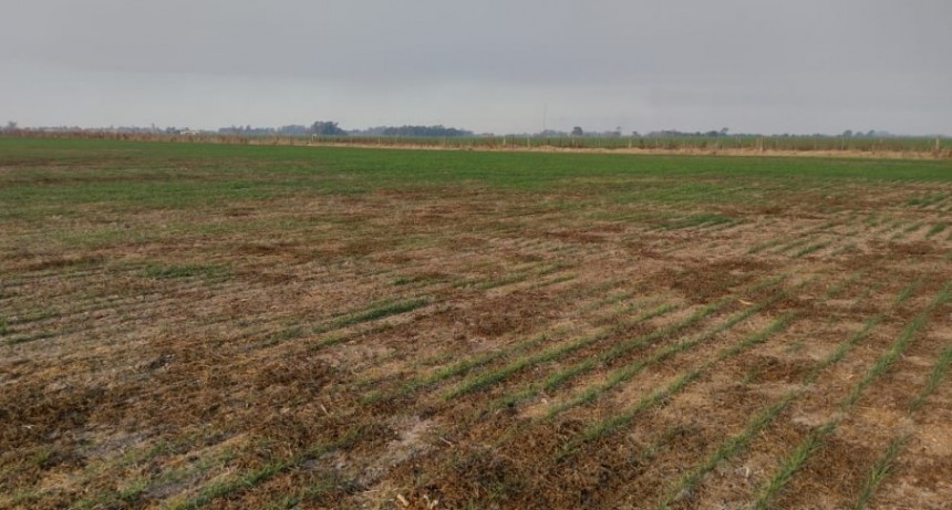 Alarmante escenario por la falta de lluvias 