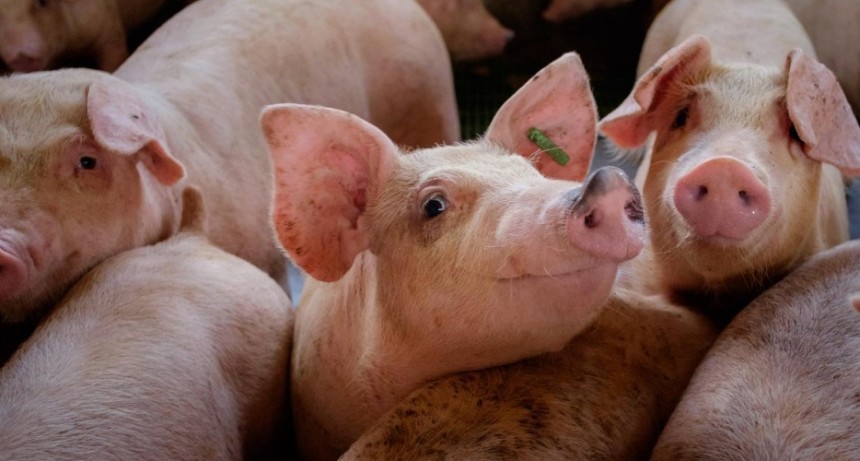 Suba de precios en carne y cerdo, el impacto de la devaluación