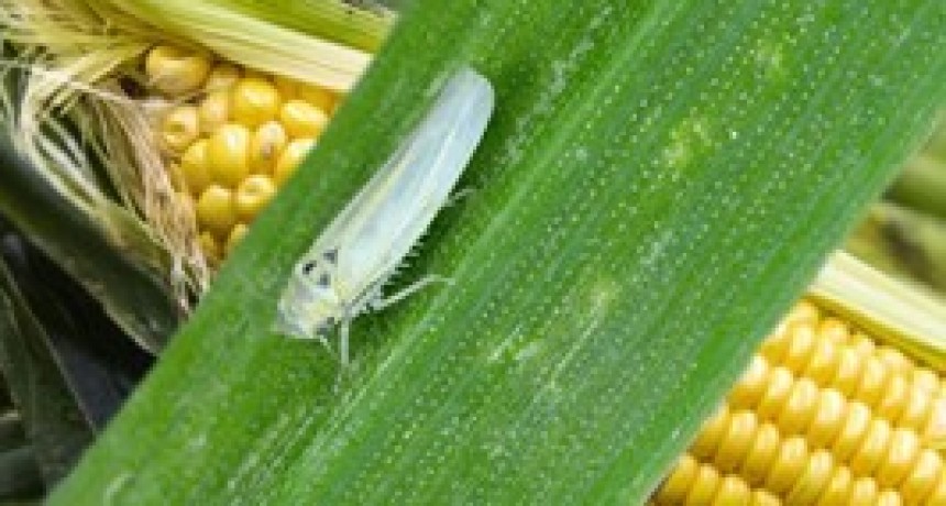Estrategias de manejo del maíz ante la chicharrita: INTA organiza charla clave en Villa Ramallo