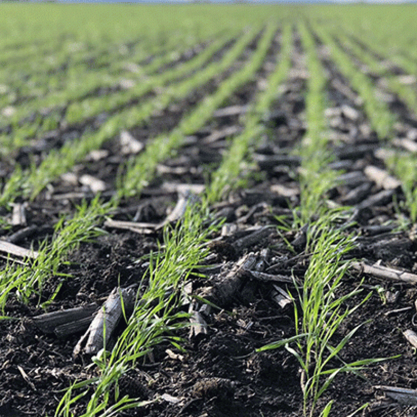 Preocupación en el agro: falta de lluvias y bajas temperaturas amenazan las cosechas 