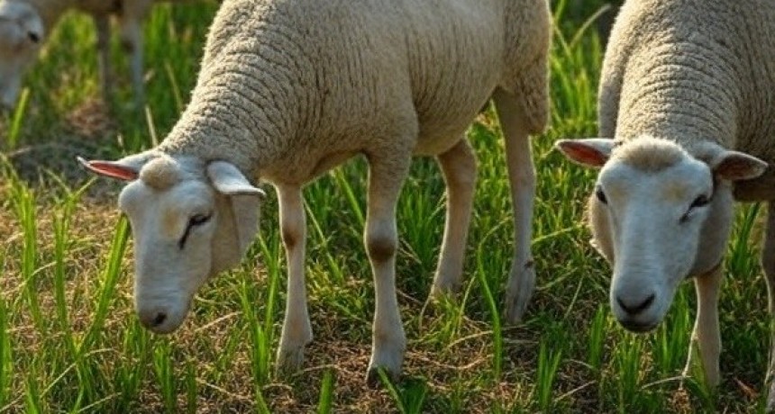 Un productor denunció que 20 ovejas de su vecino 