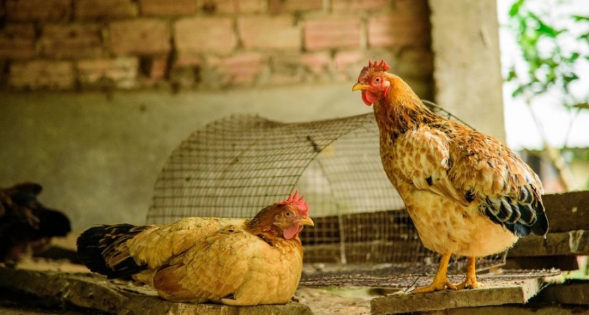 Detectaron un caso de gripe aviar en Arrecifes y genera atención en la región