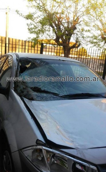 Se le cruzó un caballo en el camino de la costa