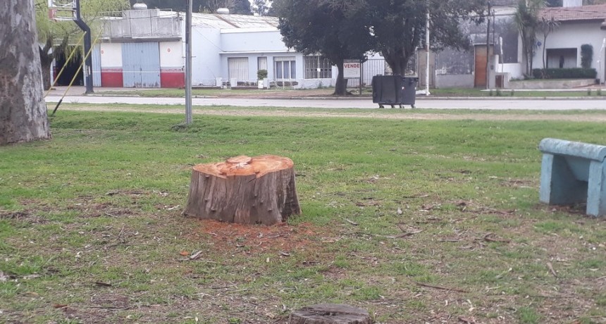 Campaña de reforestación