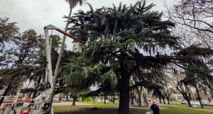 Saneamiento del arbolado