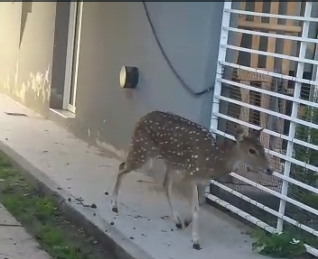 Un ciervo en Villa Ramallo 