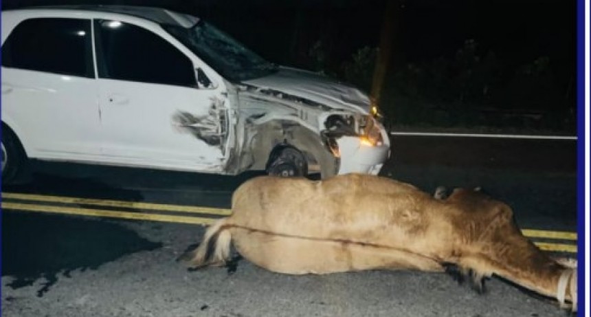 Choque en el Camino de la Costa: dos heridos tras colisión con un caballo