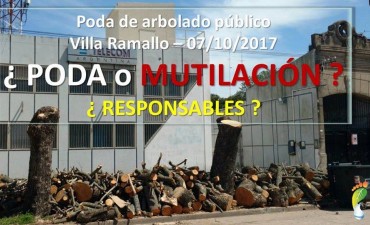 Ramallo - poda y tala indiscriminada de árboles públicos