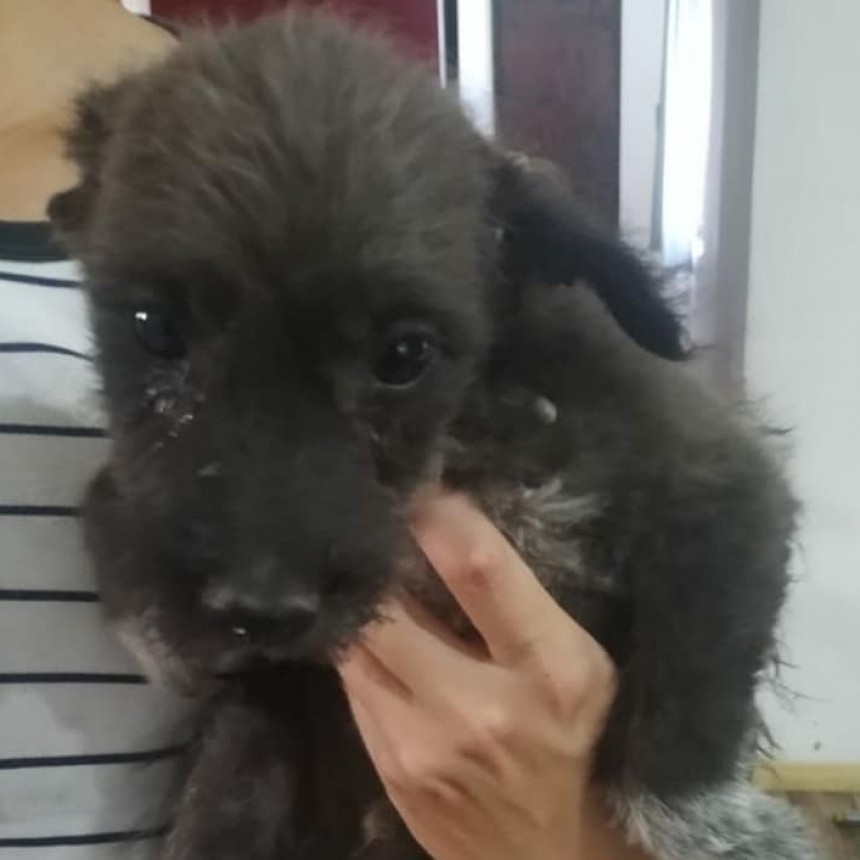 Otra de las historias que se repiten: el abandono y maltrato animal