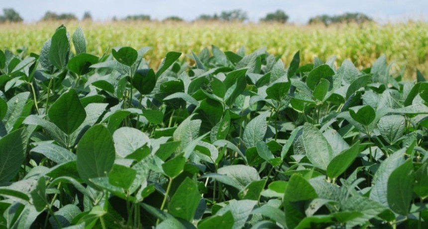 Dos de cada tres dólares que ingresa al país los generó el campo