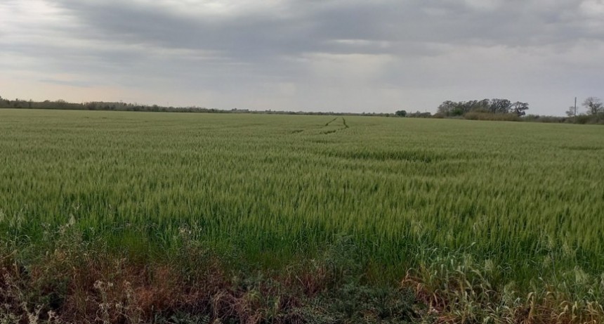 Las lluvias trajeron alivio y renuevan las expectativas en el campo 