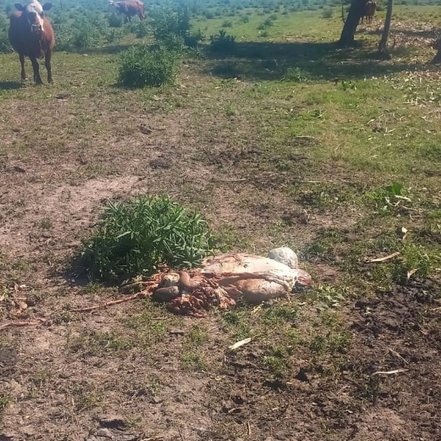 Impotencia: a un trabajador rural le faenaron tres terneros y le mataron una vaca que tenía como ahorro