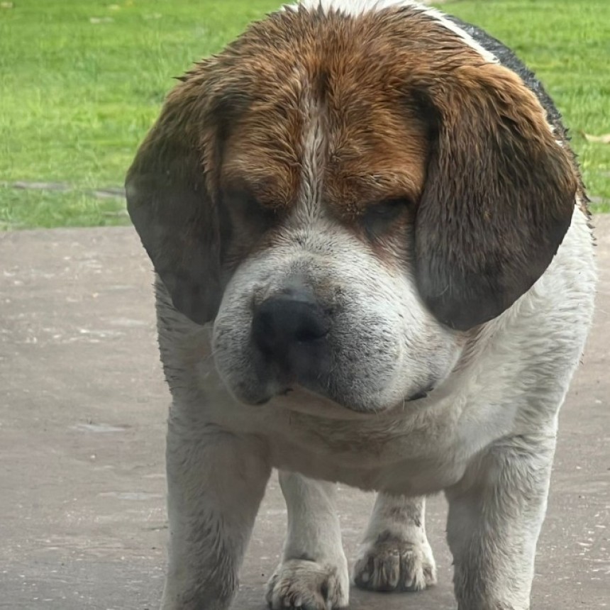 Alerta por mordeduras de yarará: cuatro perros fueron atacados y lograron salvarse