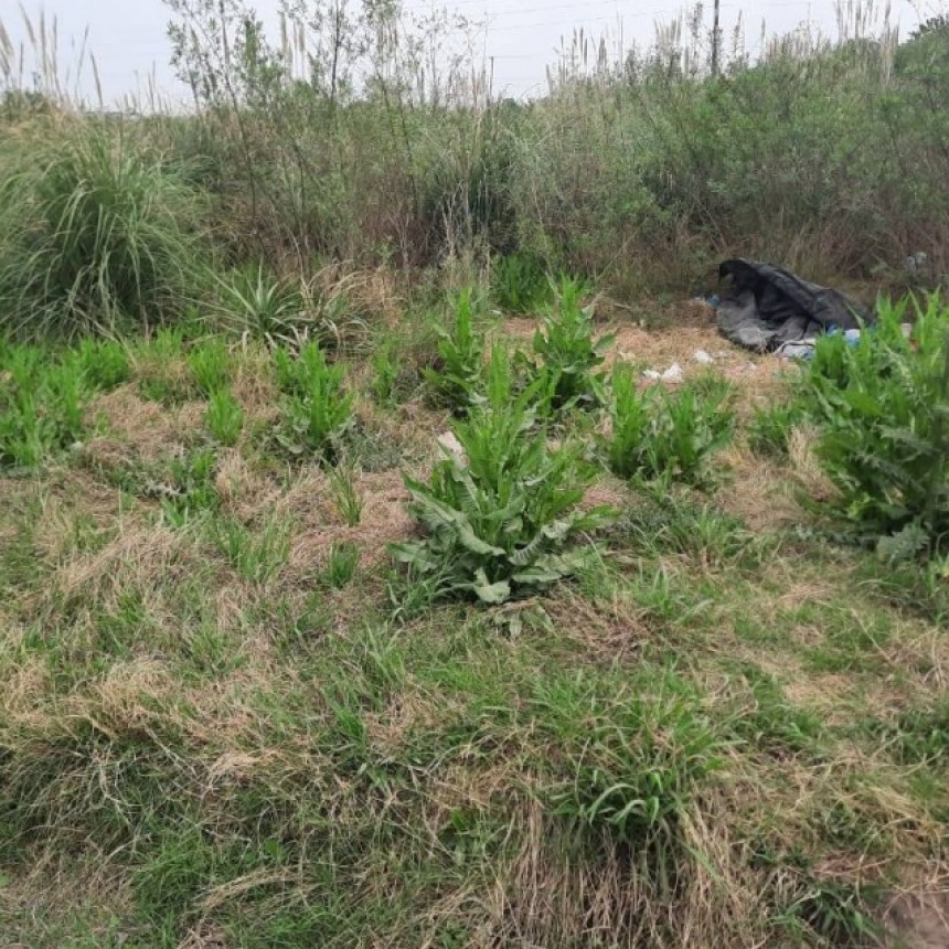 Faltas por terrenos con malezas: 