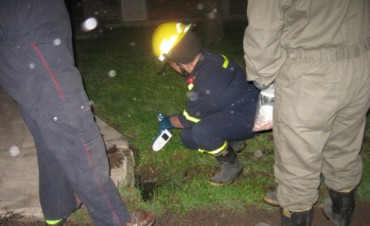 Encuentran carne envenenada 