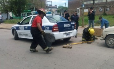 Una iguana en la avenida