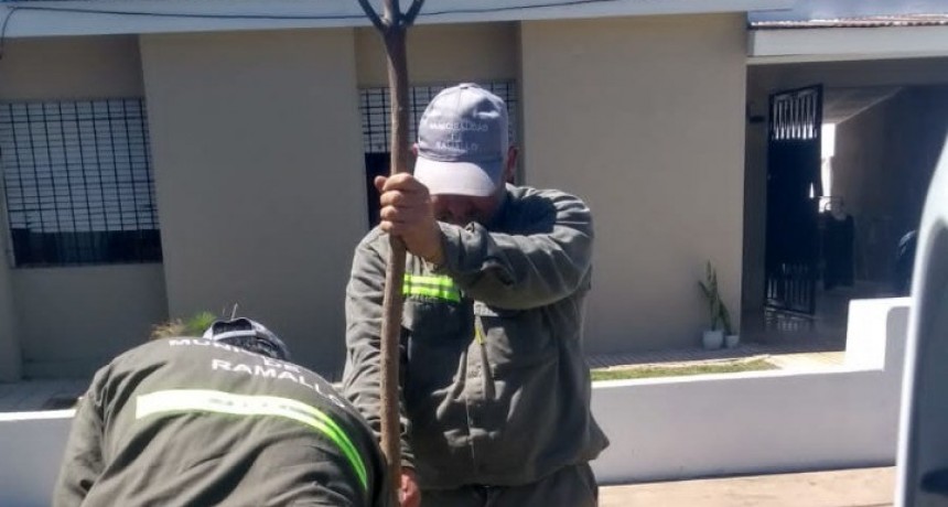 Campaña “Un árbol para tu vereda” 