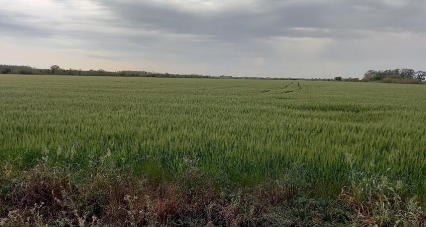 Noticias desde el cielo: El Niño dejó nuevas lluvias en la región norte de la provincia de Buenos Aires