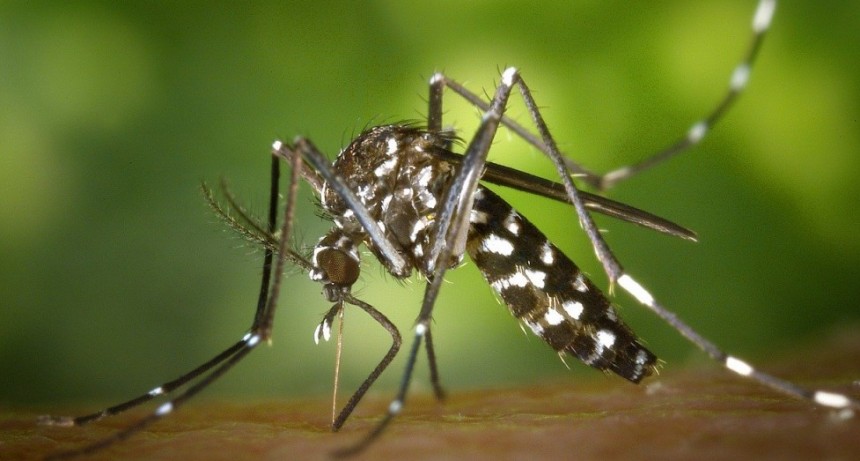 Piden declarar la emergencia sanitaria por amenaza de brote de enfermedades transmitidas por mosquitos