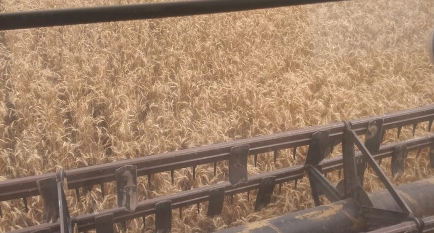 Tras la sequía severa, agricultores del norte de Buenos Aires celebran los rindes del trigo 