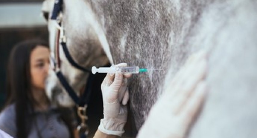 Emergencia sanitaria: la Encefalomielitis Equina llegó a la provincia de Buenos Aires