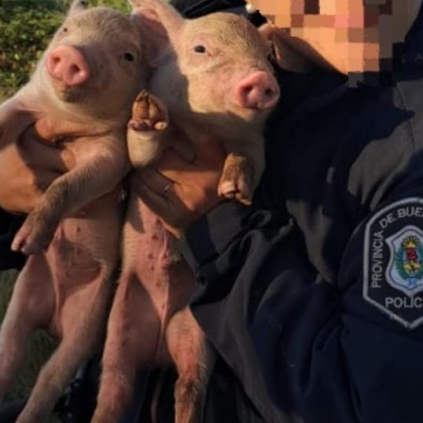 Operativo “lechones al rescate” en Ramallo