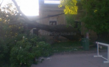 Cayó un árbol en Villa Ramallo