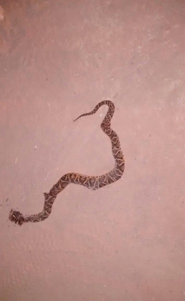 Una yarará preocupó a los vecinos