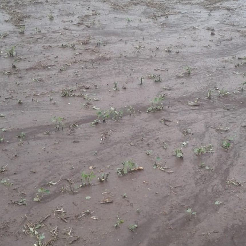 La tormenta destruyó parte de los cultivos