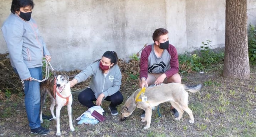 ONG Animales Ramallo